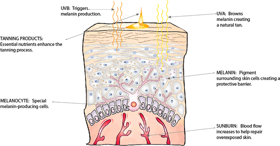 Tropical Tann - how your skin tans